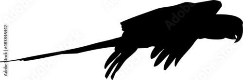 Perruche ou perroquet en vol, différentes postures et ailes ouvertes ou fermés. Par deux dans certaines photos de la série. En silhouette, vecteur à fond transparent. 