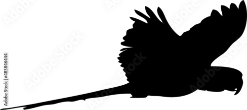 Perruche ou perroquet en vol, différentes postures et ailes ouvertes ou fermés. Par deux dans certaines photos de la série. En silhouette, vecteur à fond transparent. 