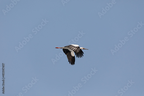 The Red Book Far Eastern stork flies spreading its wings against the background of the blue sky.