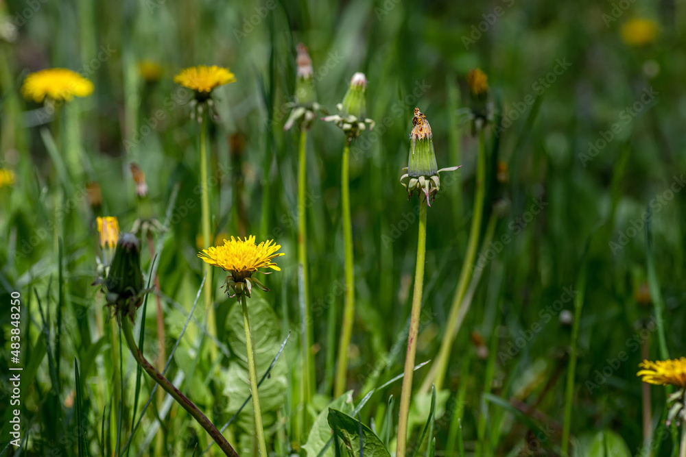 Dandelions with sunlight on green grass. Green field with yellow dandelions. Closeup of yellow spring flowers on the ground Dandelions with sunlight on green grass. Green field with yellow dandelions. Closeup of yellow spring flowers on the ground