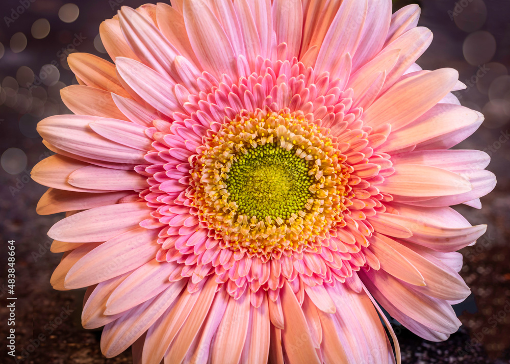 Pink flower. Close-up Gerbera flower, bokeh background Pink flower. Close-up Gerbera flower, bokeh background