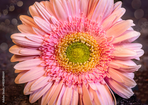 Pink flower. Close-up Gerbera flower   bokeh background