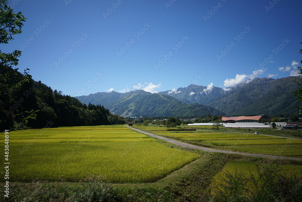 稲刈りシーズンの白馬村、水田と山