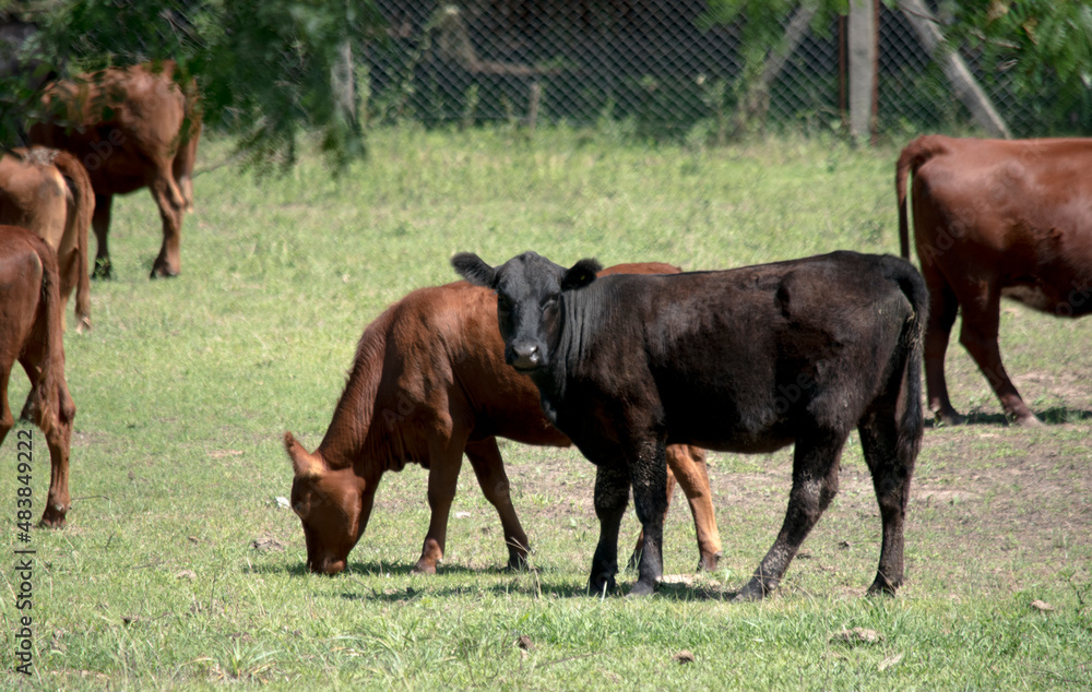 Vacas en el campo. Escena rural