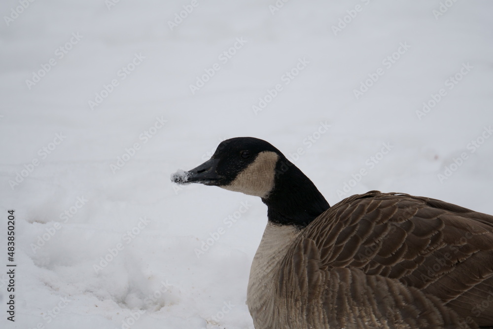 Fototapeta premium goose in the snow
