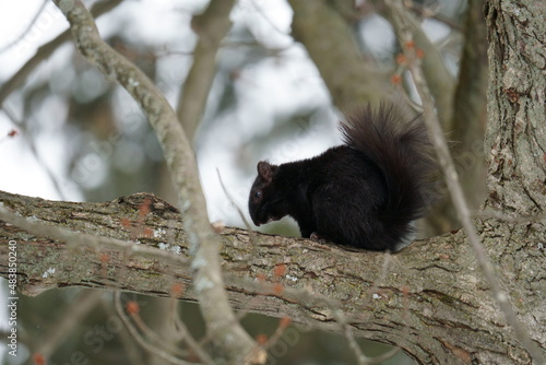 squirrel in the snow