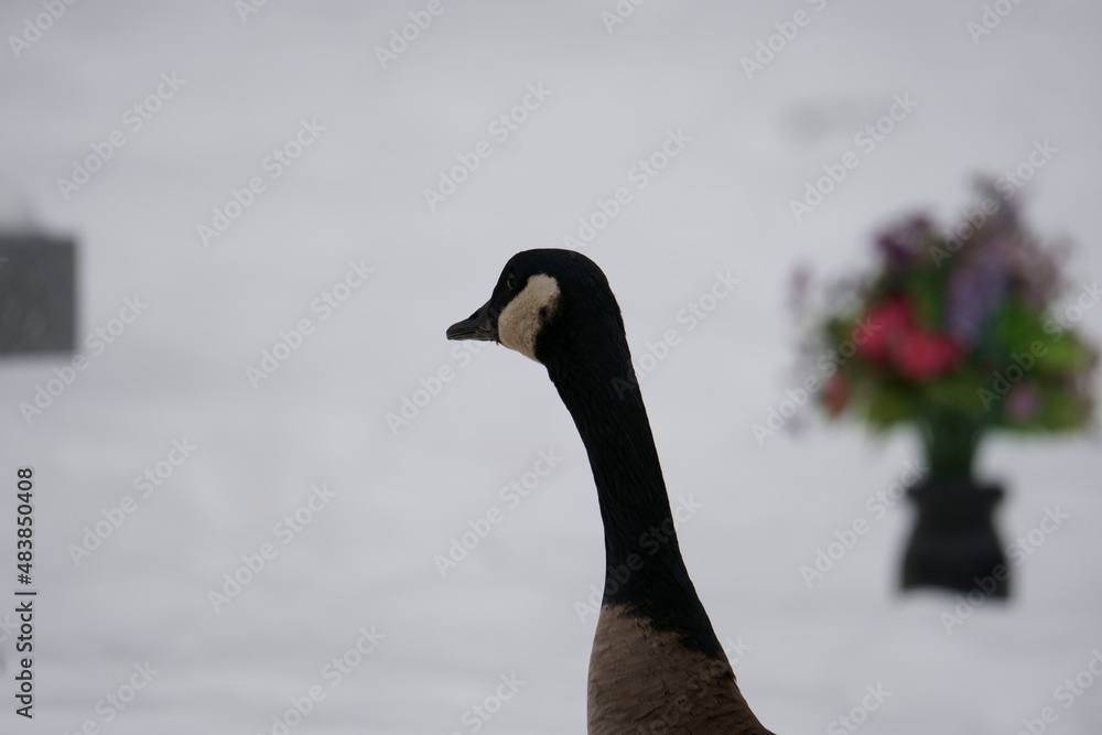 Fototapeta premium goose in the snow
