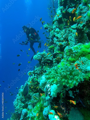 scuba diver and coral © likbatonboot