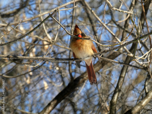 Female cardinal bird sitting on the branch