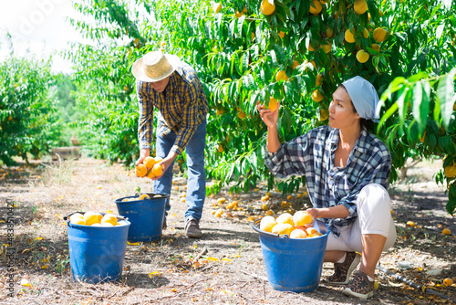 Positive woman engaged in gardening, picking fresh ripe peaches in orchard photo