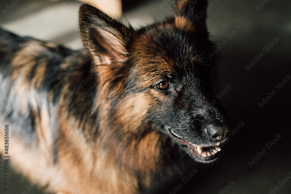 wet American German Shepherd dog wet American German Shepherd dog