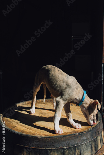 Whippet dog puppy on whiskey barrel with black background