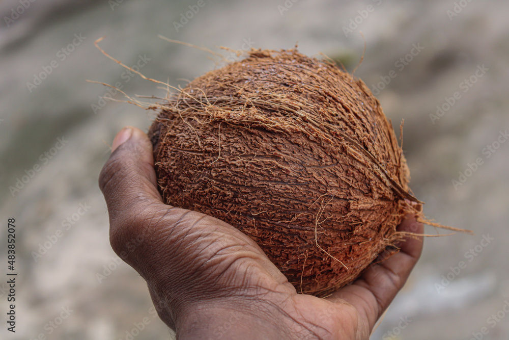 Obraz premium coconut in palm