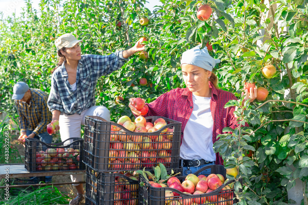 Fototapeta premium Hired worker harvesting ripe apples in orchard