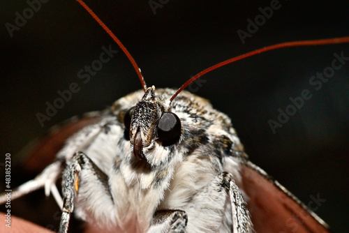 Fotografi Moth face