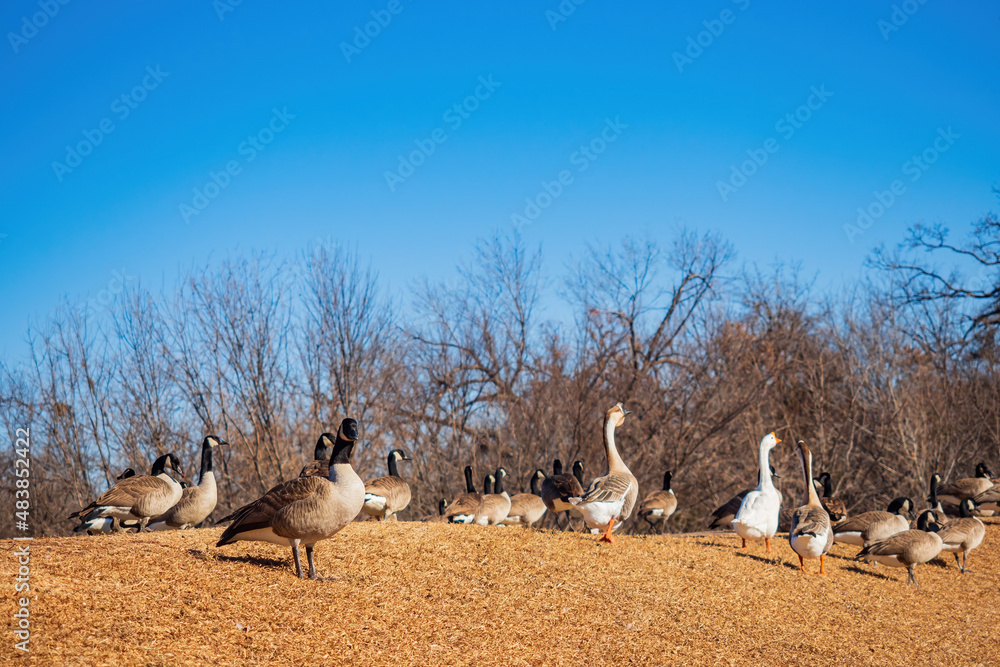 Obraz premium Close up shot of many Canada Geese standing in a park