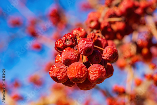 Close up shot of a tree hanging many dried red berries
