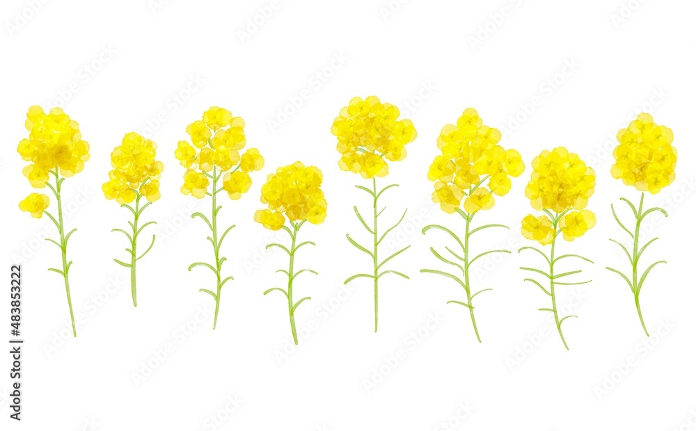 水彩画 菜の花の水彩画イラスト 一列に並んだ菜の花の挿絵 Watercolor Painting Watercolor Illustration Of Rape Blossoms An Illustration Of A Row Of Rape Blossoms Stock Illustration Adobe Stock