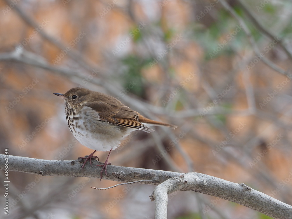 wild hermit thrush (Catharus guttatus) in winter wild hermit thrush (Catharus guttatus) in winter