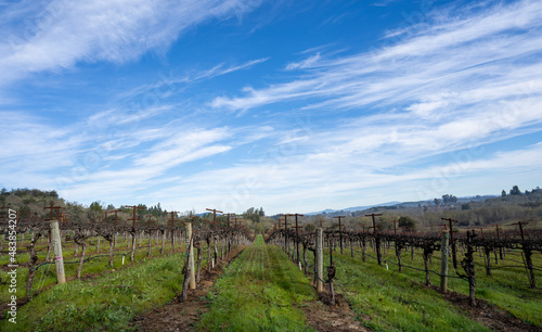 Rows of winter-trimmed grape vines in a Sonoma County vineyard under a blue sky filled with cirrus clouds.