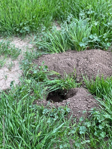 Foto gopher hole poking out of the backyard lawn