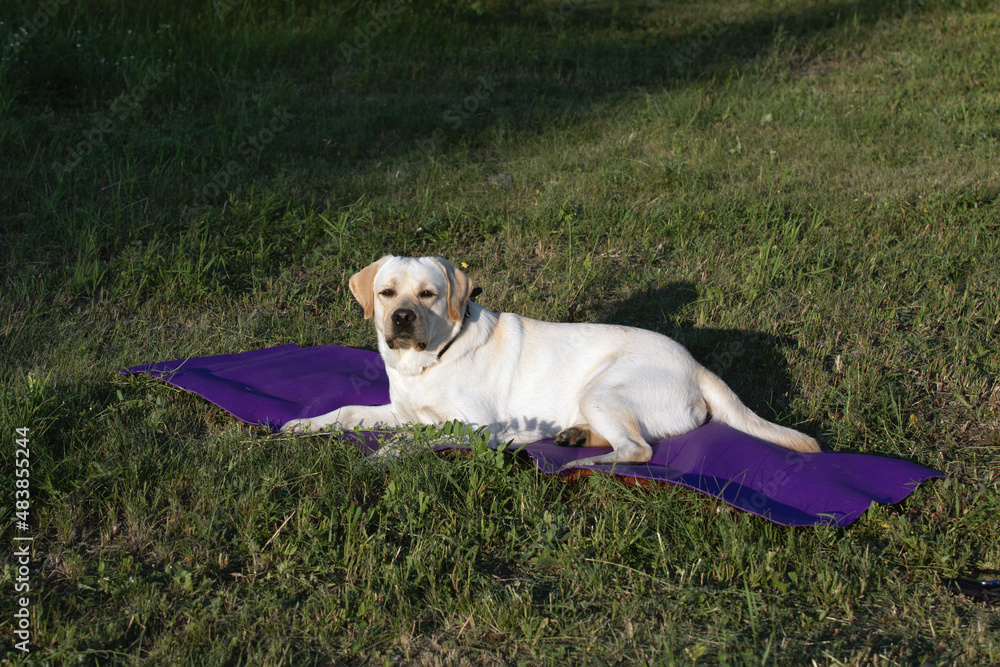 Portrait of labrador retriever dog lying calmly on training mat on dry grass outdoors during sunset in grass. Portrait of labrador retriever dog lying calmly on training mat on dry grass outdoors during sunset in grass.