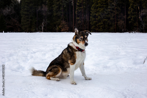 Fototapeta Naklejka Na Ścianę i Meble -  A dog playing in the snow