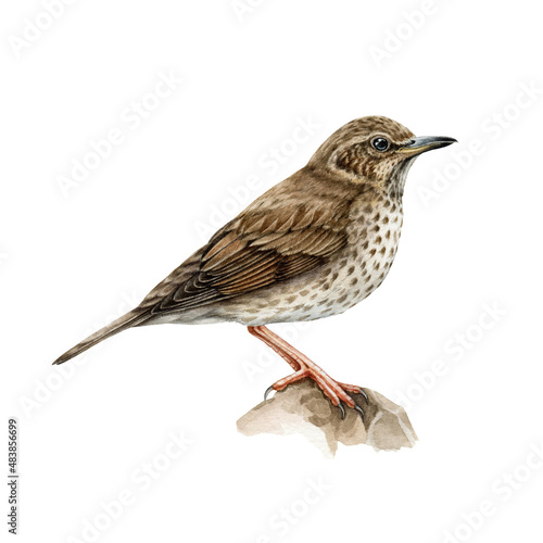 Obraz na plátně Song thrush bird watercolor illustration