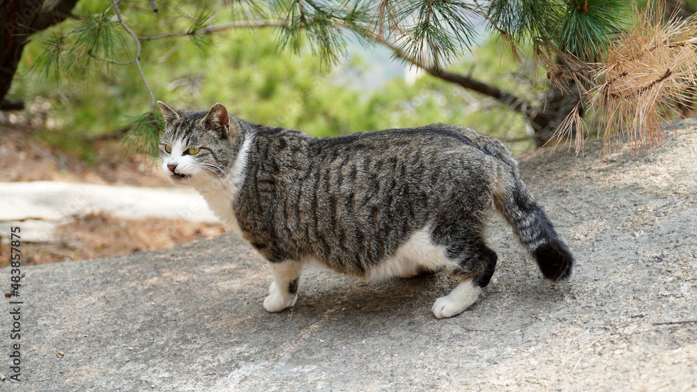 Obraz premium A cat with a stain on it.