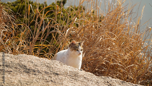Photography A cute three-color cat in the wild