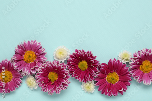 Beautiful chrysanthemum flowers on light blue background  flat lay. Space for text