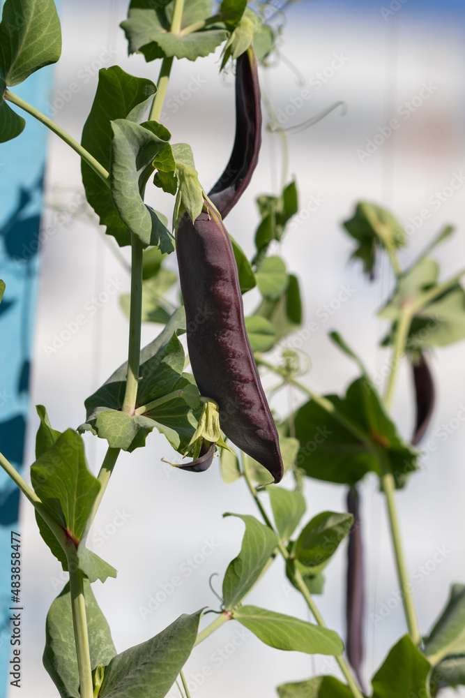 Obraz premium Growing peas on a balcony, a pod of purple peas on a green stem