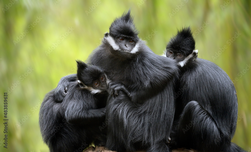 Obraz premium Francois' Langur 