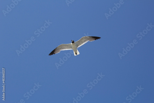 Seagull Blue sky 