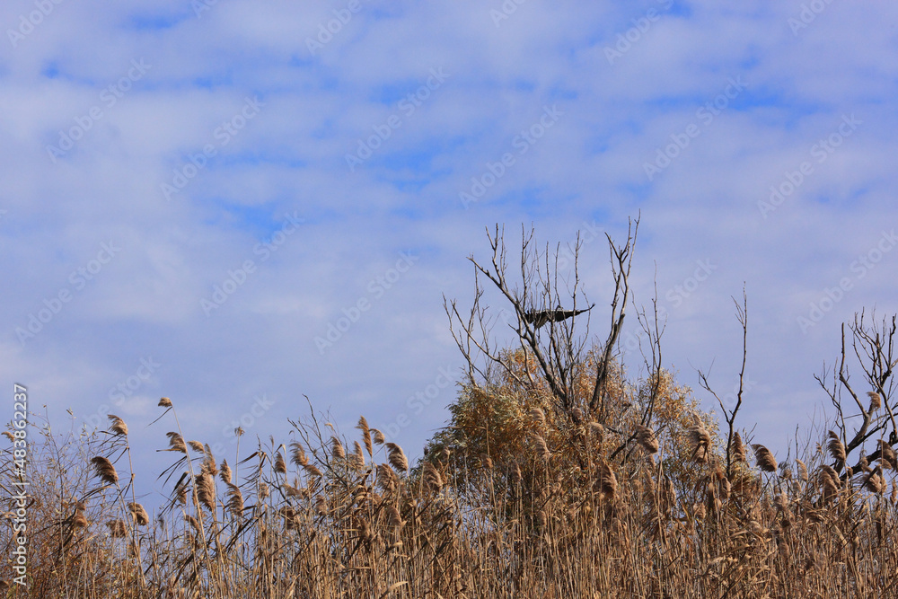 Heron in the Volga Delta. Astrakhan. Wild nature Russia Heron in the Volga Delta. Astrakhan. Wild nature Russia