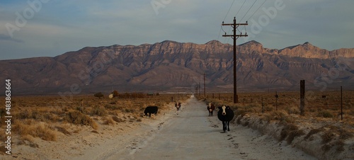 Cows and mountains