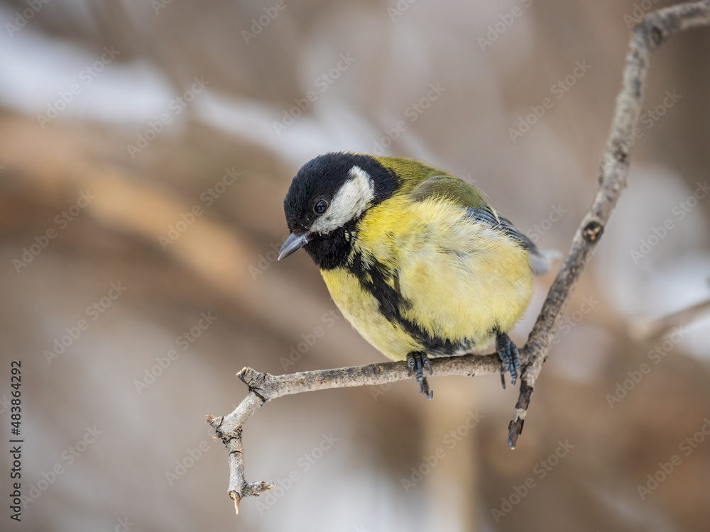 Fototapeta premium Cute bird Great tit, songbird sitting on a branch without leaves in the autumn or winter.