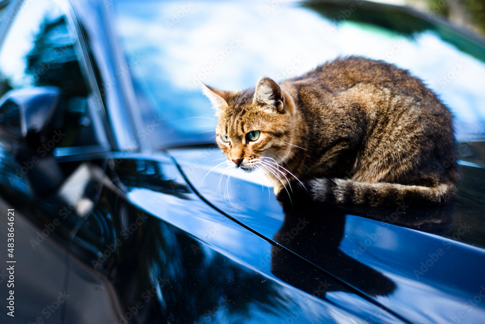 A tabby cat with green eyes sits on the hood of a car. A tabby cat with green eyes sits on the hood of a car.