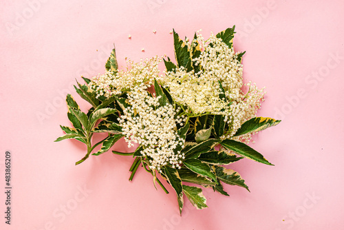 Elderflower blossom flower in pink background