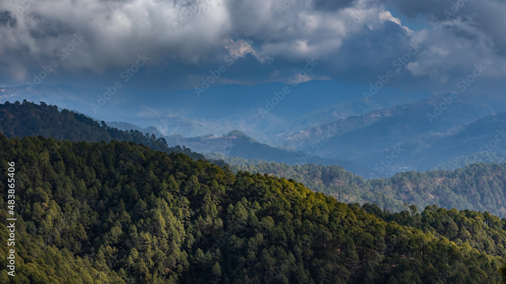 Panoramic view of Pine tree forest with sun rays falling on if at places Panoramic view of Pine tree forest with sun rays falling on if at places