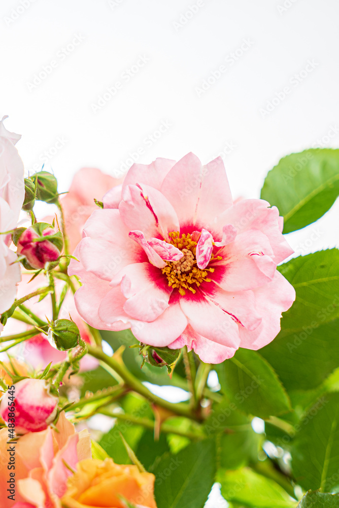 Fototapeta premium roses on the white background