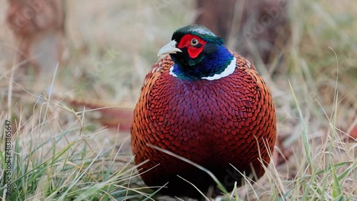 Wallpaper Mural 120fps slow motion close up shot of male Ring Necked Pheasant Torontodigital.ca