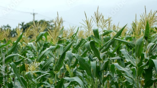 Green corn stalks blowing in gentle breeze photo