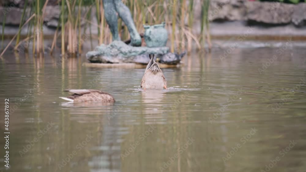 Ducks diving into the waters of the pond, drinking water. Slow motion. Ducks diving into the waters of the pond, drinking water. Slow motion.
