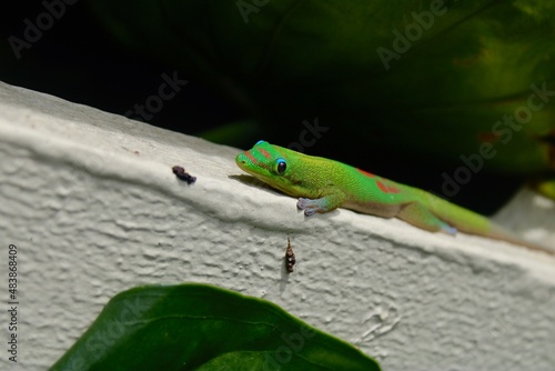 Lizard