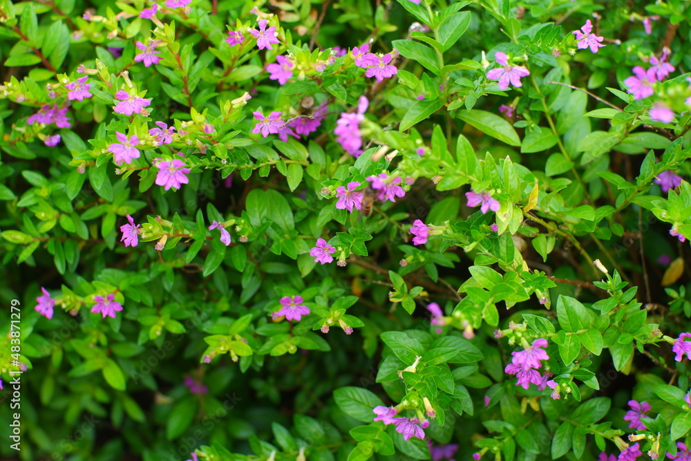 purple flowers in the garden purple flowers in the garden