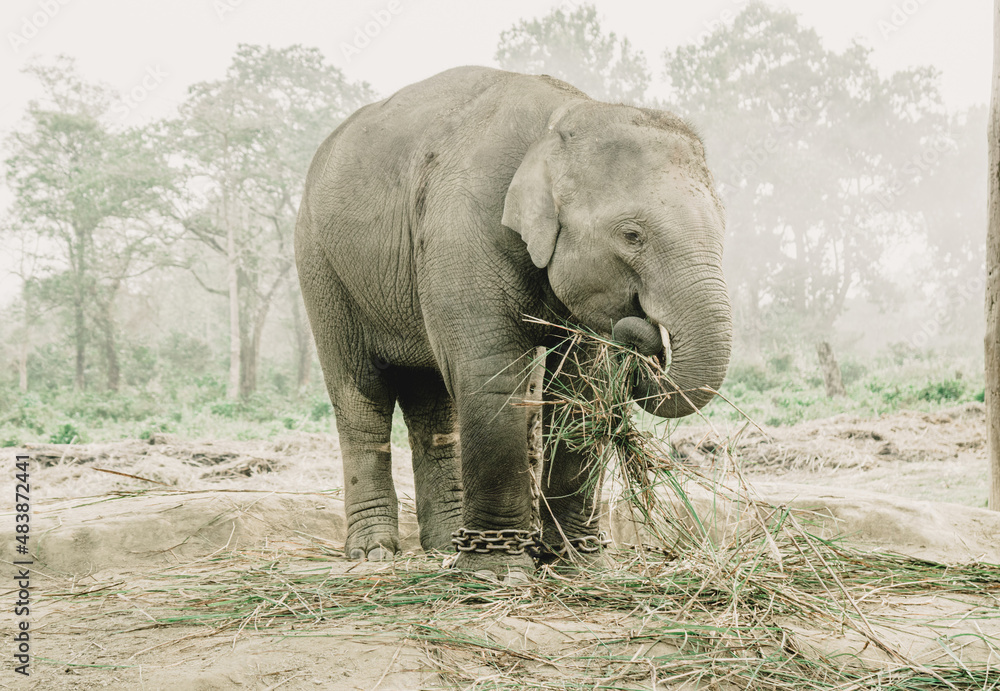Fototapeta premium Elephant Breeding Center Chitwan