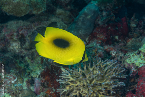 Pesce farfalla, Chaetodon speculum,  giallo con una macchia nera dorsale