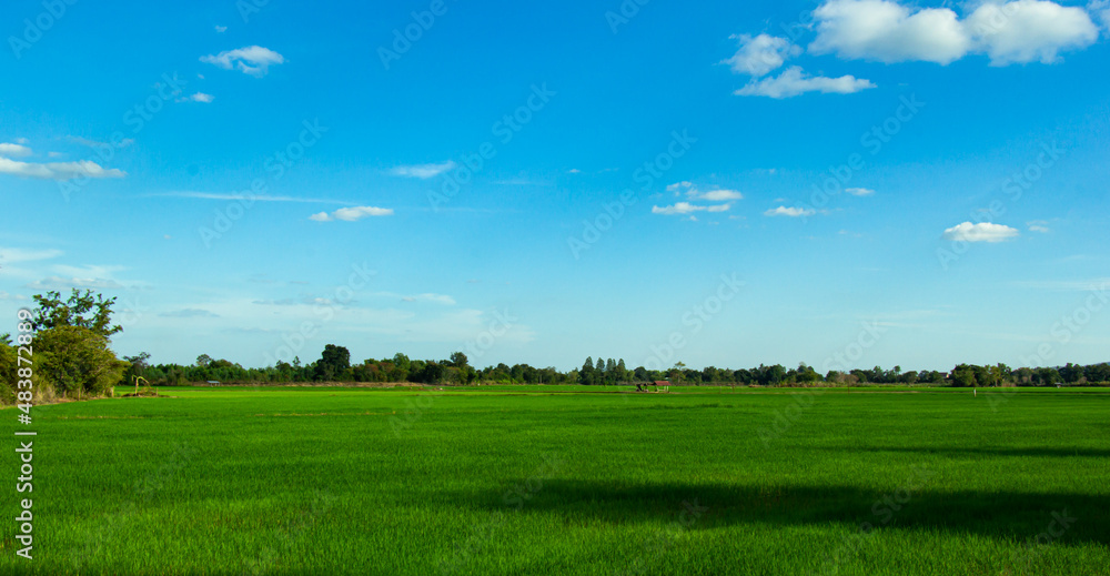 Fototapeta premium Beautiful landscape of rice field
