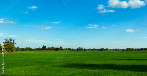 Beautiful landscape of rice field